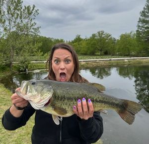 Largemouth Bass