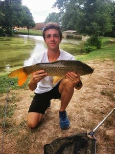 Common Carp