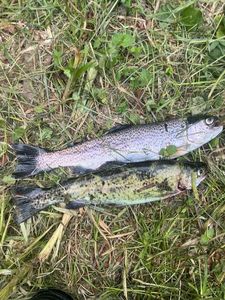 Rainbow Trout