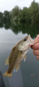 Smallmouth Bass