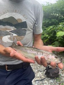 Rainbow Trout