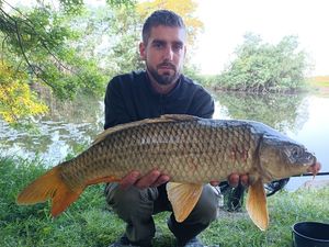 Common Carp