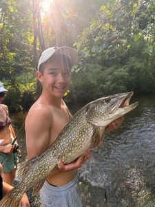 Northern Pike