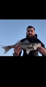 European Bass (Seabass)