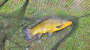 Tench