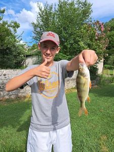 European Perch