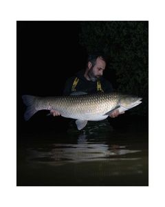 Grass Carp