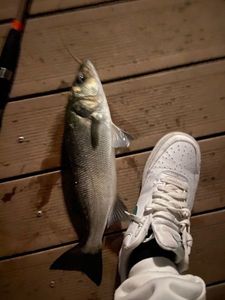 Loup de Mer