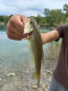 Largemouth Bass