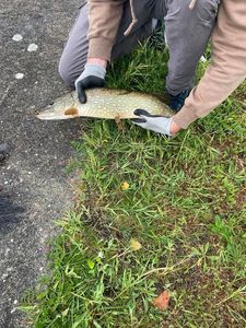 Northern Pike