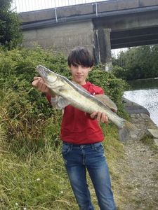 Zander