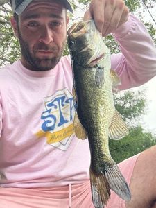 Largemouth Bass