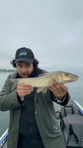 Japanese Barbel (Nigoï)