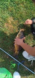 Mirror Carp