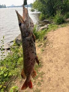 Northern Pike
