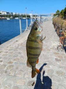 European Perch