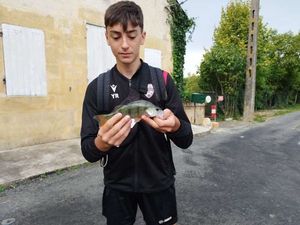 European Perch