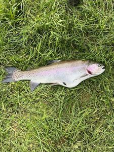 Rainbow Trout