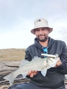 European Bass (Seabass)