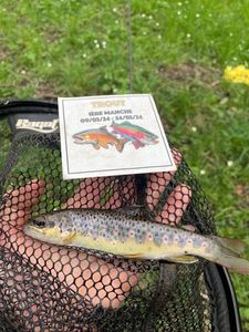 Brown Trout