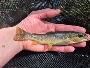 Brown Trout