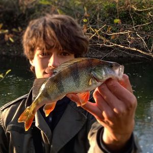 European Perch