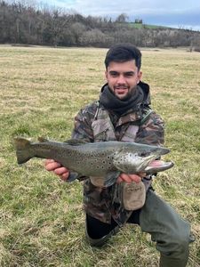 Brown Trout