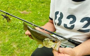 Largemouth Bass