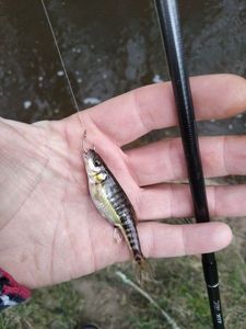 Common Minnow