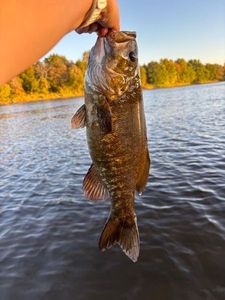Smallmouth Bass