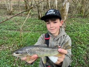 Brown Trout
