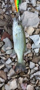 Smallmouth Bass