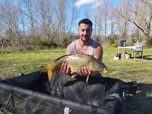 Common Carp