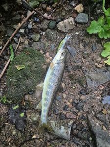Brown Trout