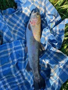 Rainbow Trout