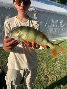 European Perch