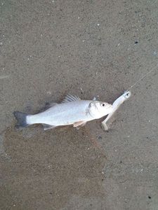 European Bass (Seabass)