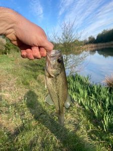 Largemouth Bass