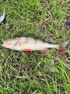 European Perch