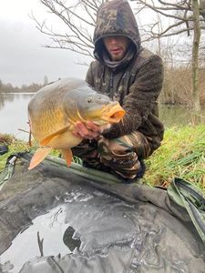 Common Carp