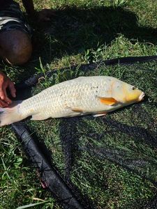 Koï Fish