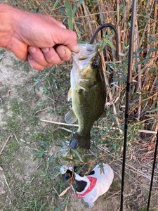Largemouth Bass