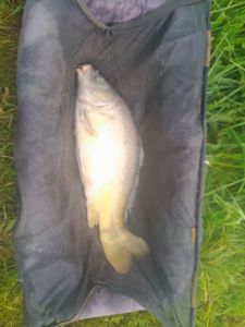 Mirror Carp