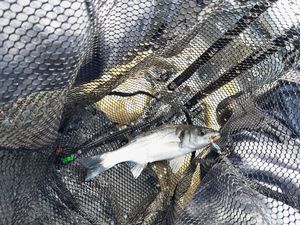 European Bass (Seabass)