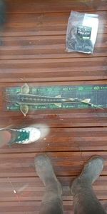 Sturgeon