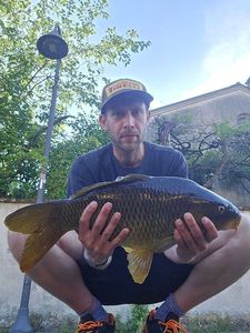 Common Carp
