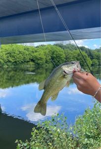 Smallmouth Bass
