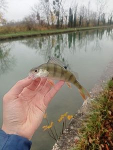 European Perch