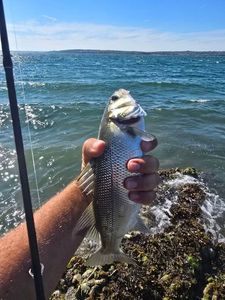 European Bass (Seabass)
