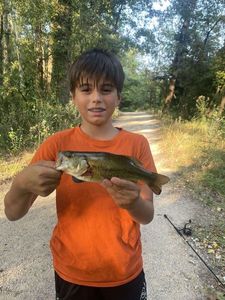 Largemouth Bass
